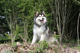 CHIEN FINNOIS DE LAPONIE 100